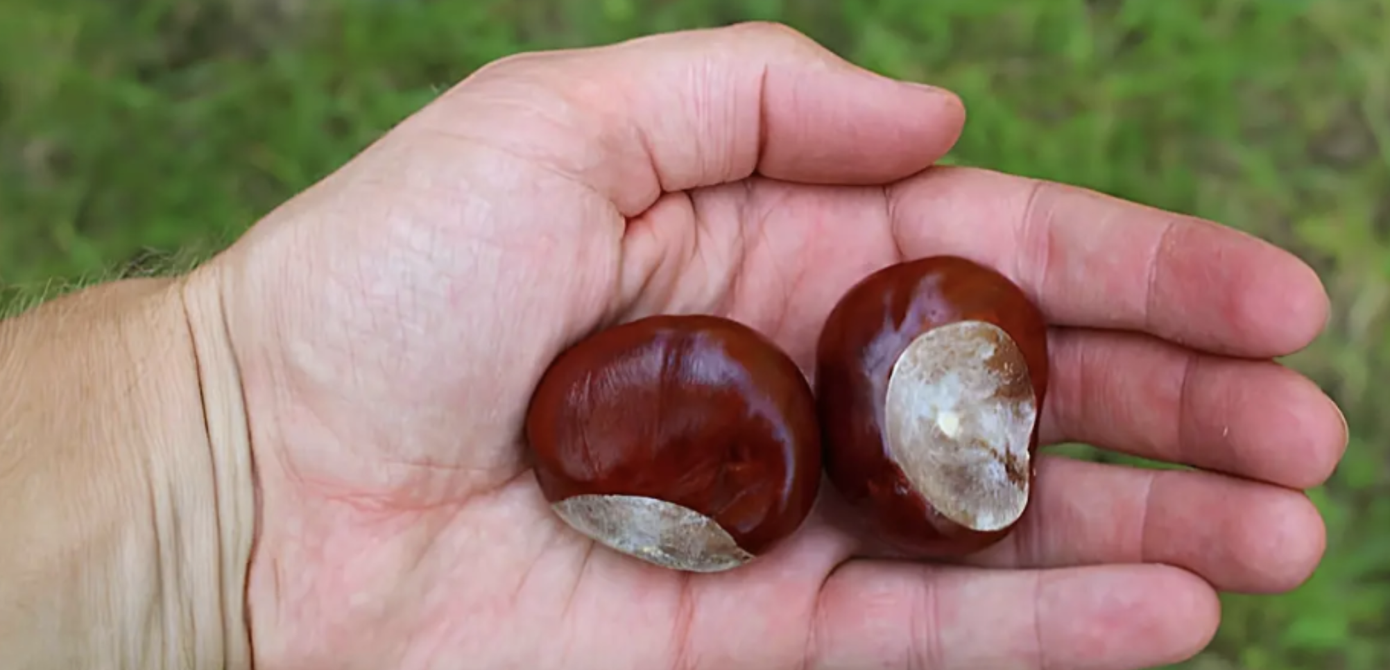 Divlji kesten – tradicionalna biljna komponenta